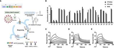 A novel bispecific antibody dual-targeting approach for enhanced neutralization against fast-evolving SARS-CoV-2 variants